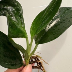 スキンダプサス トレビーブラック ③ 観葉植物の画像