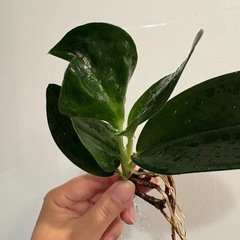 スキンダプサス トレビーブラック ③ 観葉植物の画像