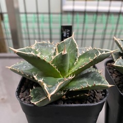 アガベチタノタ　海王の画像