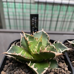 アガベチタノタ　レッドキャットウィーズルの画像