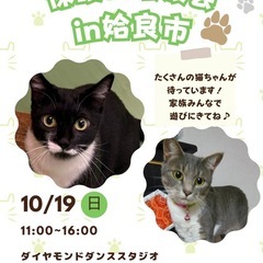 保護猫譲渡会in姶良市