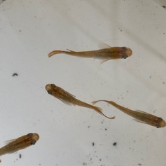 琥珀ラメメダカ　10匹まとめの画像