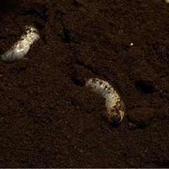 アトラスオオカブト　幼虫　お譲りします！　の画像