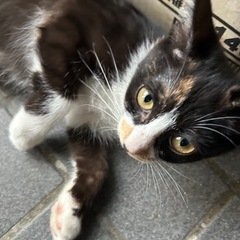 里親募集です。