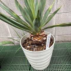 ユッカグロリオサ5株の画像