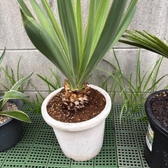 ユッカグロリオサ5株の画像