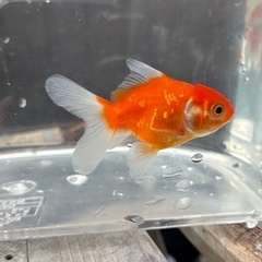 お話中　
オランダ系金魚3匹の画像