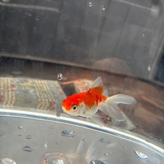お話中　
オランダ系金魚3匹の画像