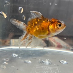 お話中　
オランダ系金魚3匹の画像