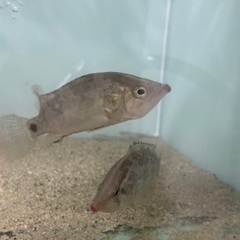 ナンダス ナンダス　リーフパーチの画像