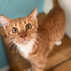 茶白と茶トラの兄弟(トライアル決まりました) - 姫路市