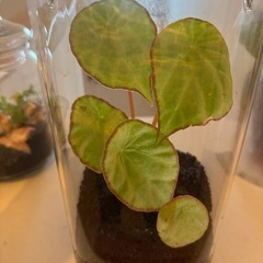 熱帯植物　パルダリウム  
ベゴニア　スカピゲラの画像