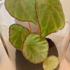 熱帯植物　パルダリウム  
ベゴニア　スカピゲラの画像