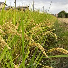 令和7年産ヒノヒカリです！の画像