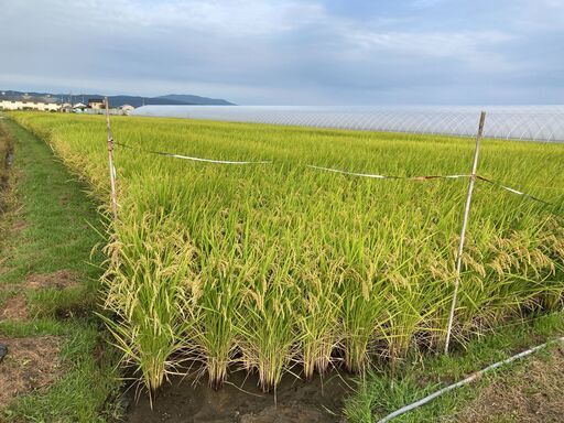 令和7年産ヒノヒカリです！