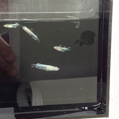 驚安❗️ メダカ　エメキン　若魚、幼魚　雄2雌4の画像