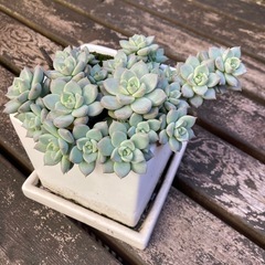 多肉植物　エケベリア　鉢付きの画像