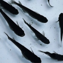 【受付中】高級メダカ　ブラックだダイヤの画像