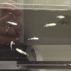 驚安❗️ メダカ　エメキン　若魚、幼魚　雄2雌4の画像