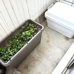 予約済⭐︎            差し上げます　深型の大きめのプランター（土入り）４つ　　野菜栽培などにの画像