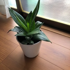 サンスベリアハニーの画像