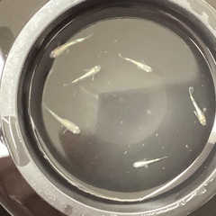 驚安❗️ メダカ　エメキン　若魚、幼魚　雄2雌4の画像