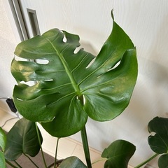 モンステラ デリシオーサの画像
