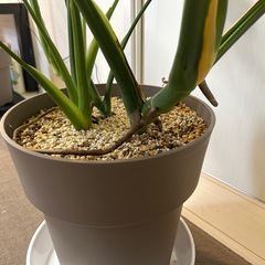モンステラ デリシオーサの画像