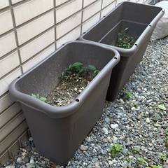 予約済⭐︎            差し上げます　深型の大きめのプランター（土入り）４つ　　野菜栽培などにの画像