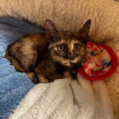 撫でられるの大好き甘えんぼ猫♡