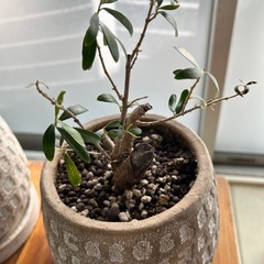 ウンベラーダとオリーブ盆栽の画像