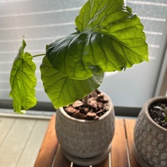 ウンベラーダとオリーブ盆栽の画像