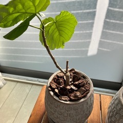 ウンベラーダとオリーブ盆栽の画像