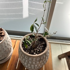 ウンベラーダとオリーブ盆栽の画像