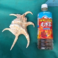 スイジ貝　貝殻の画像
