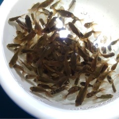 オランダローズテールの稚魚　10尾で500円の画像
