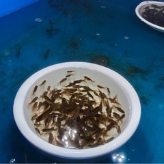 オランダローズテールの稚魚　10尾で500円の画像