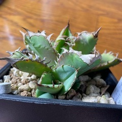 アガベ　皇冠 こか子株の画像