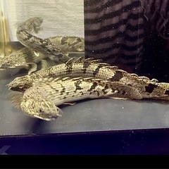 🐟ポリプテルス・デルヘジィ×4匹 & セネガルス×3匹　の画像