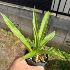 Sansevieria pinguiculaサンセベリア　観葉植物　塊根植物　多肉植物　ビザールプランツ　レアプランツ　ガーデニング　植物　グリーン　趣味　盆栽　葉　花　庭　草　インテリア　おしゃれ　飾り　園芸　　　　の画像