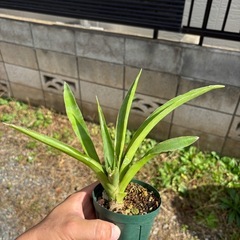 Sansevieria pinguiculaサンセベリア　観葉植物　塊根植物　多肉植物　ビザールプランツ　レアプランツ　ガーデニング　植物　グリーン　趣味　盆栽　葉　花　庭　草　インテリア　おしゃれ　飾り　園芸　　　　の画像