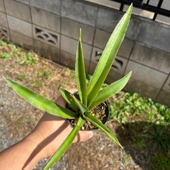 Sansevieria pinguiculaサンセベリア　観葉植物　塊根植物　多肉植物　ビザールプランツ　レアプランツ　ガーデニング　植物　グリーン　趣味　盆栽　葉　花　庭　草　インテリア　おしゃれ　飾り　園芸　　　　の画像