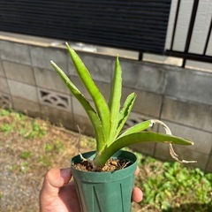 Sansevieria pinguiculaサンセベリア　観葉植物　塊根植物　多肉植物　ビザールプランツ　レアプランツ　ガーデニング　植物　グリーン　趣味　盆栽　葉　花　庭　草　インテリア　おしゃれ　飾り　園芸　　　　の画像