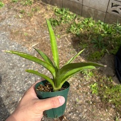 Sansevieria pinguiculaサンセベリア　観葉植物　塊根植物　多肉植物　ビザールプランツ　レアプランツ　ガーデニング　植物　グリーン　趣味　盆栽　葉　花　庭　草　インテリア　おしゃれ　飾り　園芸　　　　の画像