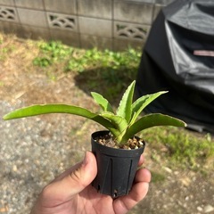 Sansevieria pinguiculaサンセベリア　観葉植物　塊根植物　多肉植物　ビザールプランツ　レアプランツ　ガーデニング　植物　グリーン　趣味　盆栽　葉　花　庭　草　インテリア　おしゃれ　飾り　園芸　　　　の画像