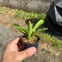 Sansevieria pinguiculaサンセベリア　観葉植...
