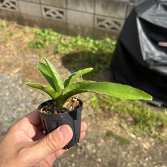 Sansevieria pinguiculaサンセベリア　観葉植物　塊根植物　多肉植物　ビザールプランツ　レアプランツ　ガーデニング　植物　グリーン　趣味　盆栽　葉　花　庭　草　インテリア　おしゃれ　飾り　園芸　　　　の画像