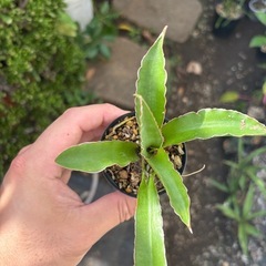 Sansevieria pinguiculaサンセベリア　観葉植物　塊根植物　多肉植物　ビザールプランツ　レアプランツ　ガーデニング　植物　グリーン　趣味　盆栽　葉　花　庭　草　インテリア　おしゃれ　飾り　園芸　　　　の画像
