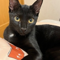 黒猫女の子　生後6か月《避妊手術済》