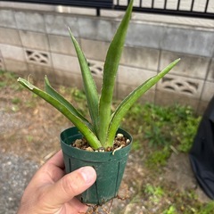 Sansevieria pinguiculaサンセベリア　観葉植物　塊根植物　多肉植物　ビザールプランツ　レアプランツ　ガーデニング　植物　グリーン　趣味　盆栽　葉　花　庭　草　インテリア　おしゃれ　飾り　園芸　　　　の画像
